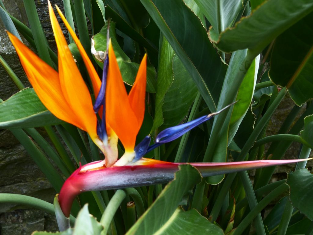 Logo Gartengenpflege Mainfranken