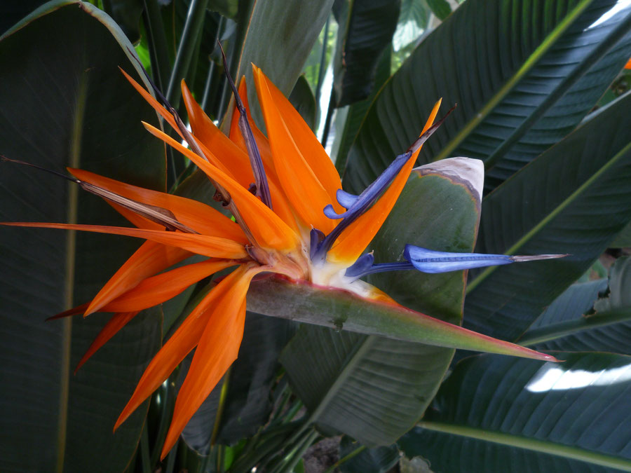 Logo Gartengenpflege Mainfranken